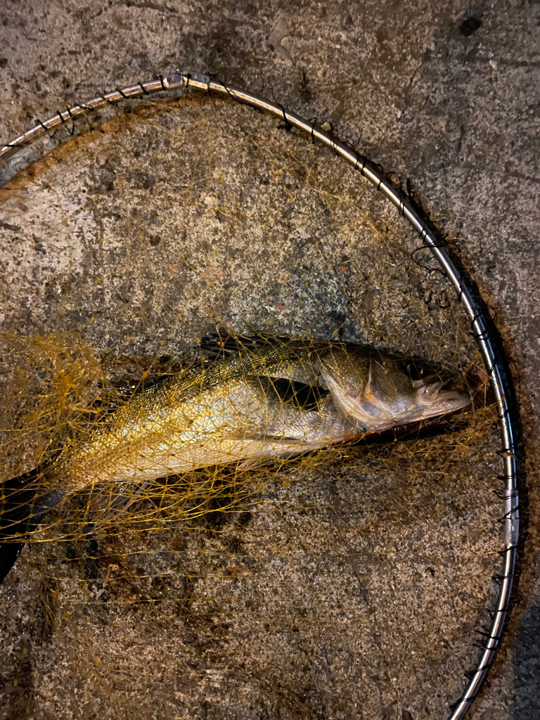 バチ湧いてました。