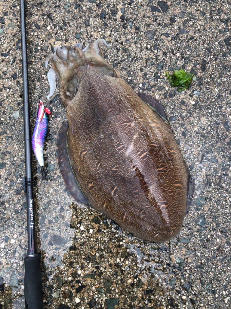 キロアップですが……