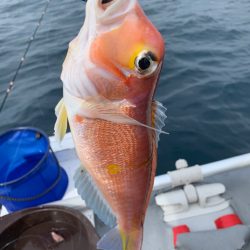 マイボートでアマダイ狙い