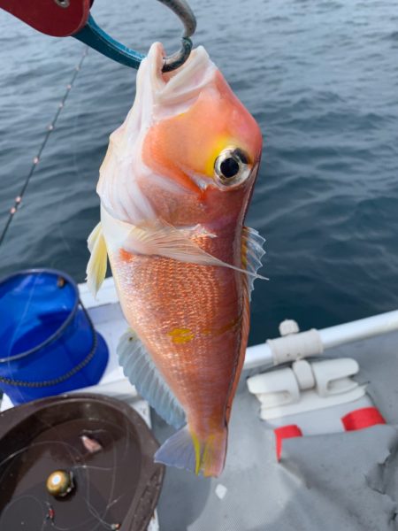 マイボートでアマダイ狙い