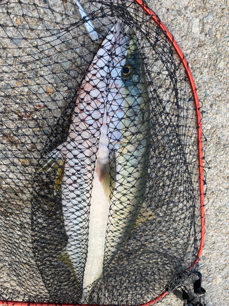 ショアジギング