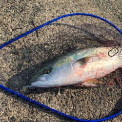 武庫川一文字リベンジ