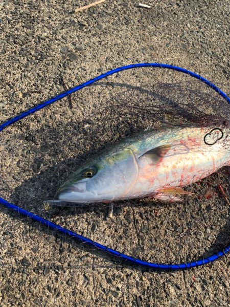 武庫川一文字リベンジ