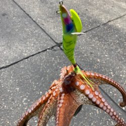 ⭐︎新規開拓へ