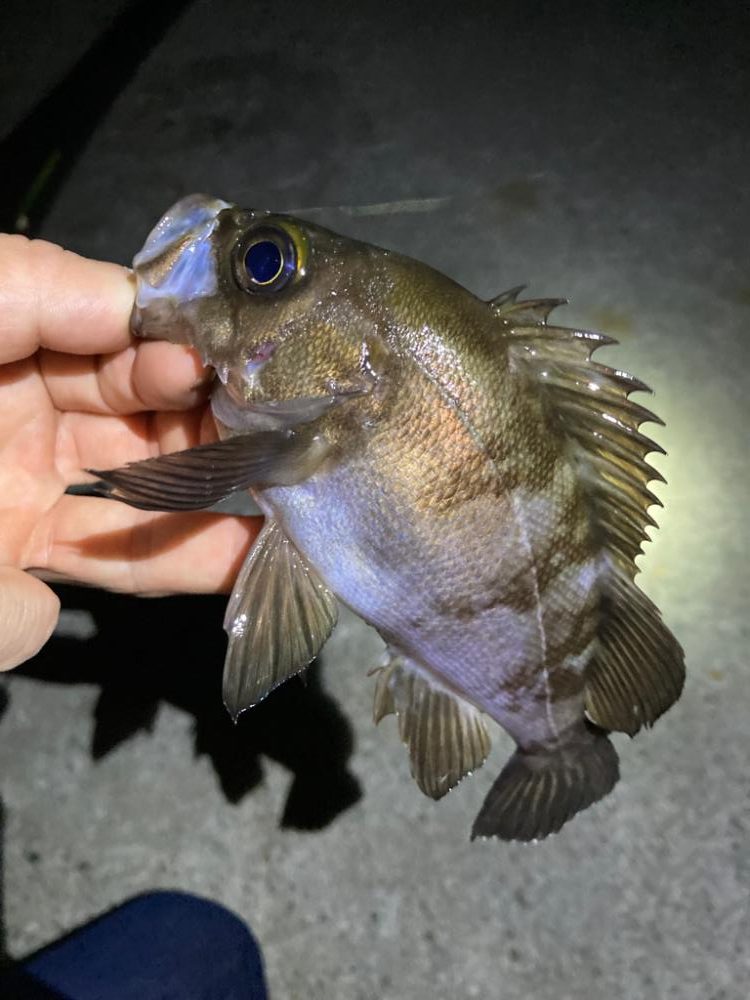 深夜のメバリング