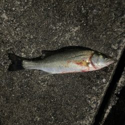 キス釣りからのバチ抜けシーバス