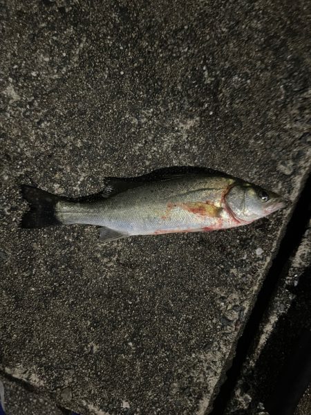 キス釣りからのバチ抜けシーバス