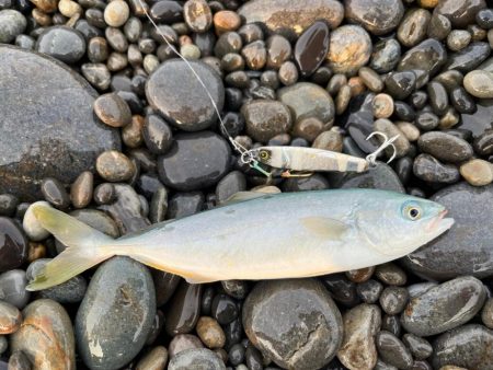 ライト青物ゲーム