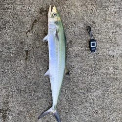 ショアジギング初獲物