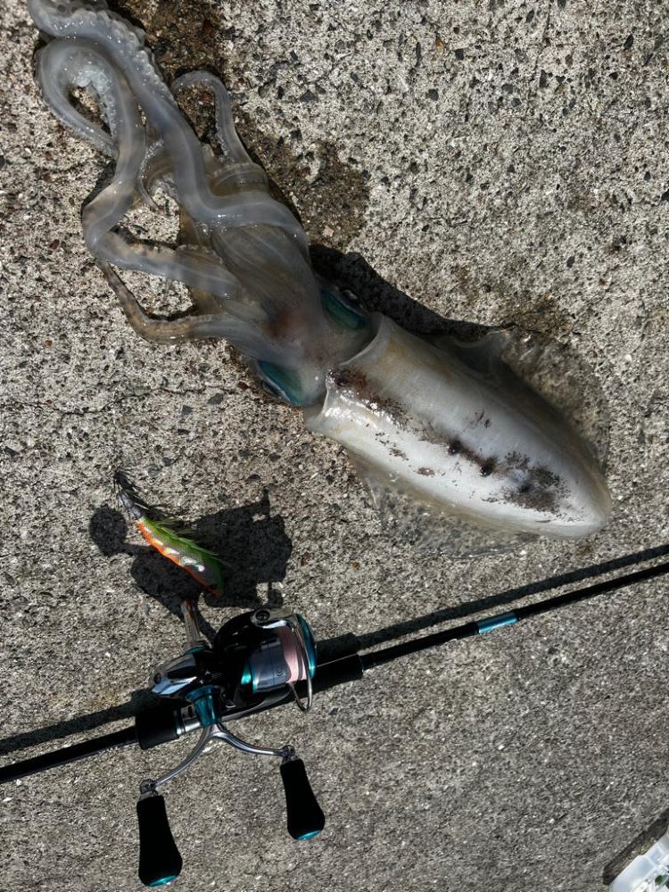 《春イカ釣り》