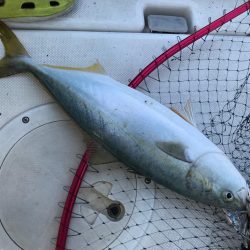 明石海峡でタコと青物