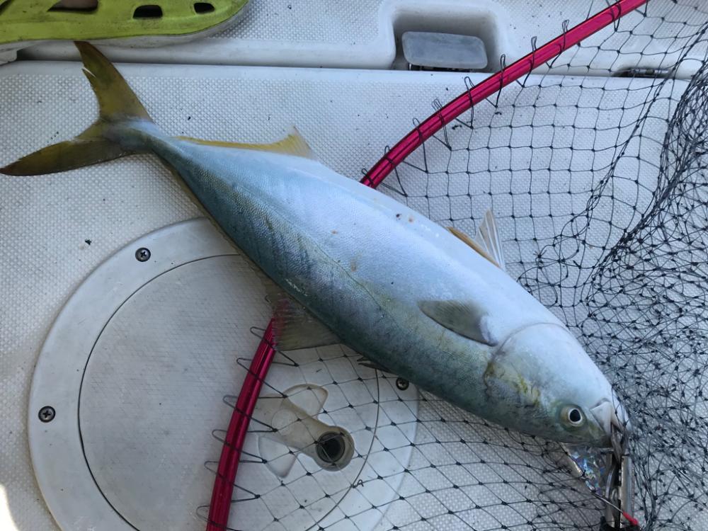 明石海峡でタコと青物