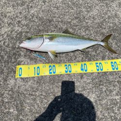 今期２本目メジロ