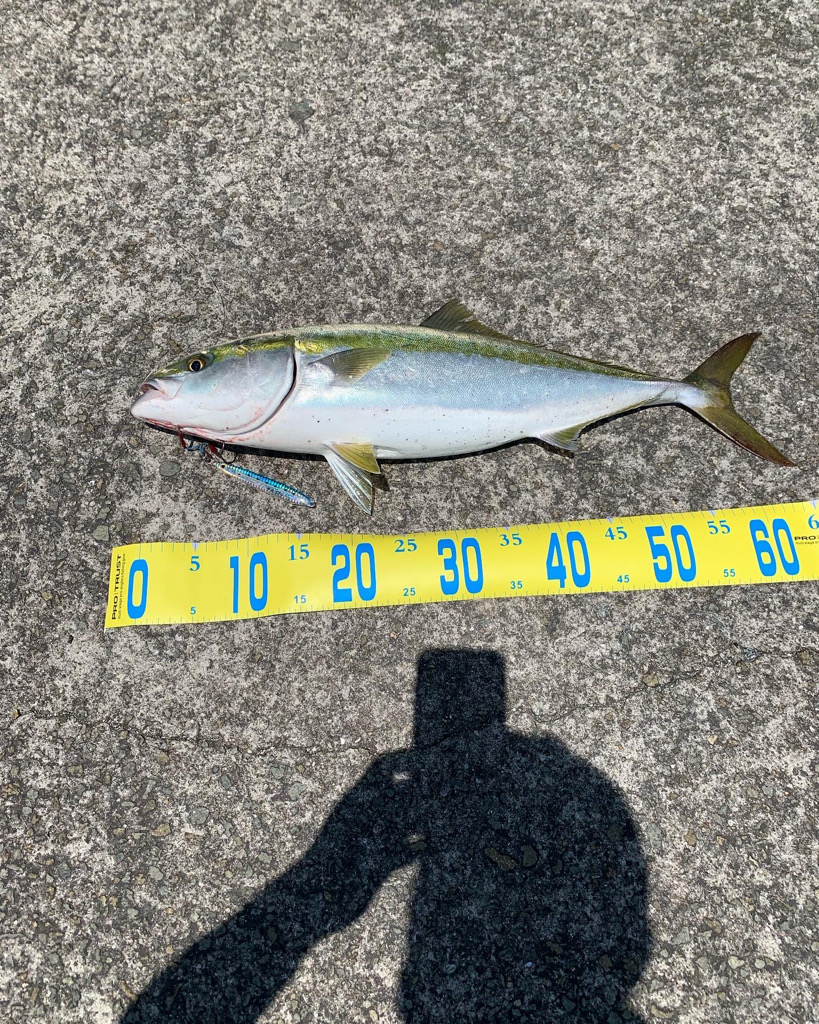 今期２本目メジロ