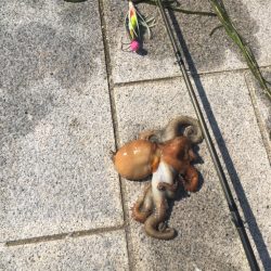 久しぶりのタコ釣り