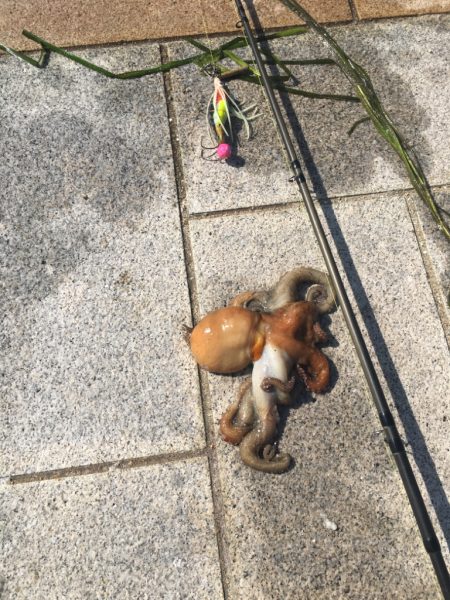 久しぶりのタコ釣り