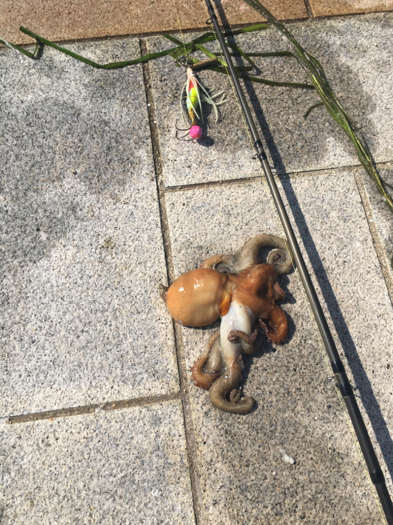 久しぶりのタコ釣り