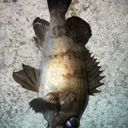 2022ライトゲーム第18戦