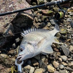 小型キビレ増えてこれから楽しい季節へ！