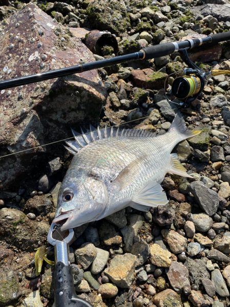 小型キビレ増えてこれから楽しい季節へ！