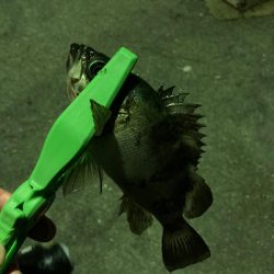 春メバル開幕！