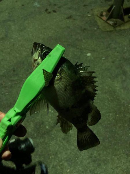 春メバル開幕！