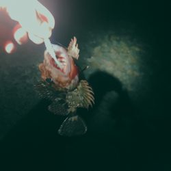 フロートゲーム