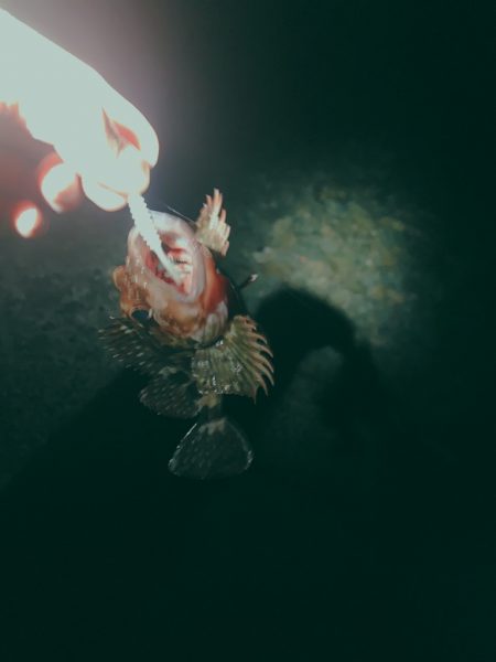 フロートゲーム