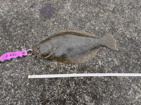 カマスにルアーを合わせてみたら連発！