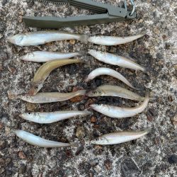 ちょい投げキス シーズンイン