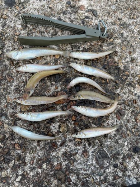 ちょい投げキス シーズンイン