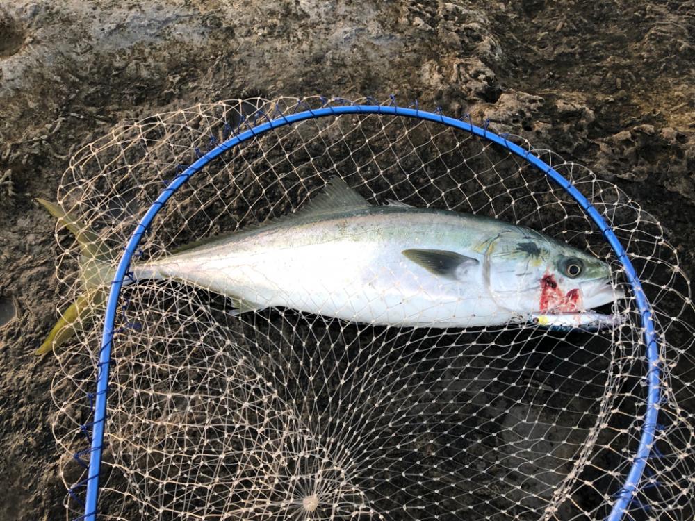 大阪で青物釣れてるが和歌山遠征