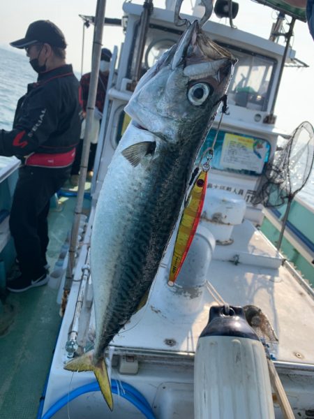 サバですが過去最高