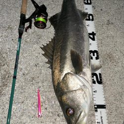 70upのシーバスとメタボ体型のチヌ