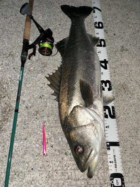 70upのシーバスとメタボ体型のチヌ