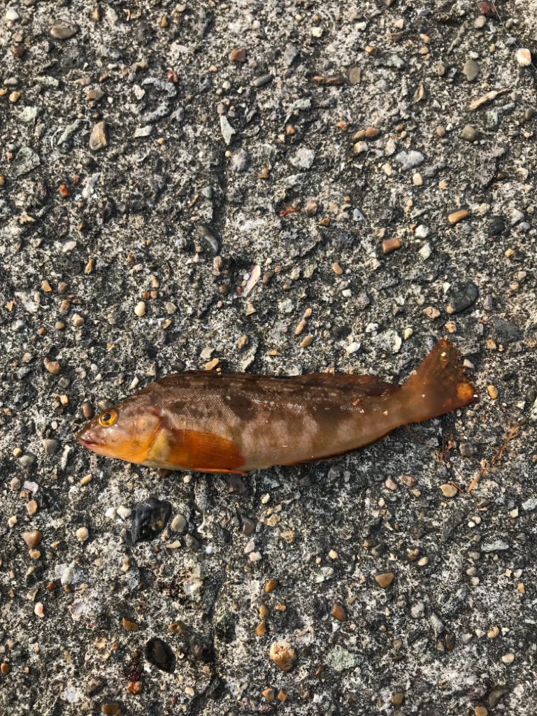 平磯海釣り公園