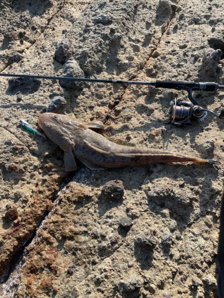 エギングの間にフラットフィッシュ