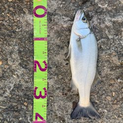 小ぶりな三目魚