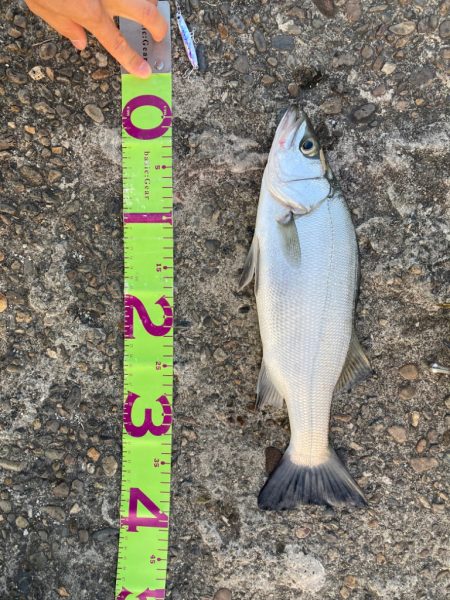 小ぶりな三目魚