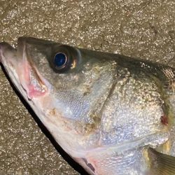 春のルアーフィッシング