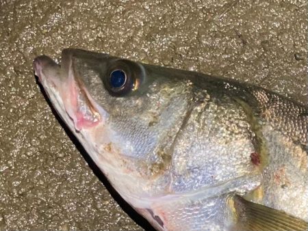 春のルアーフィッシング