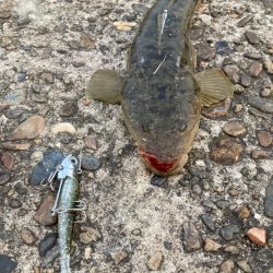 大本命✨だけどちっさ