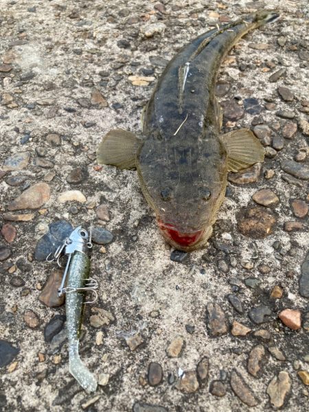 大本命✨だけどちっさ