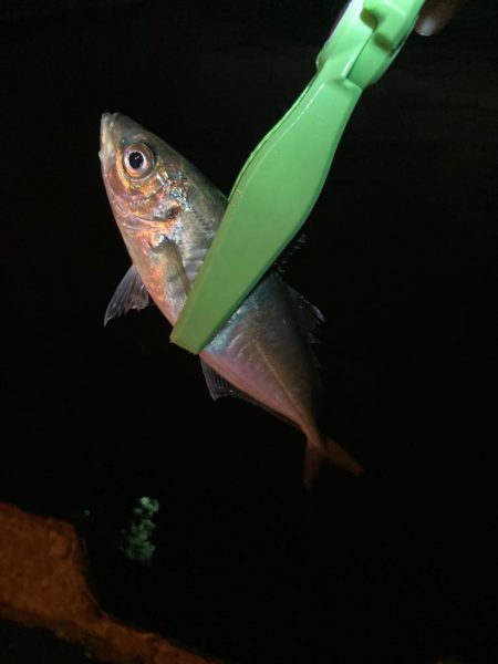 アジを探しています。