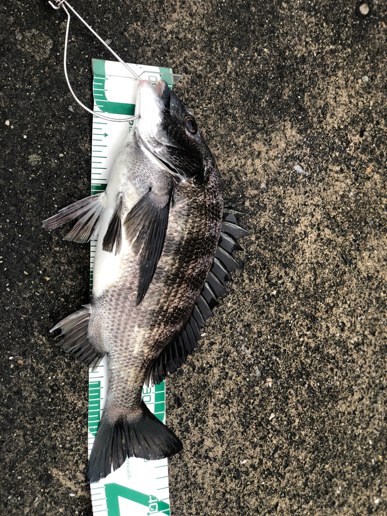 チヌ落とし込み