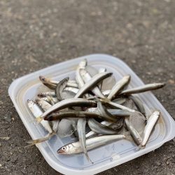カンパリユーザーさんとご一緒に、稚鮎サビキ…