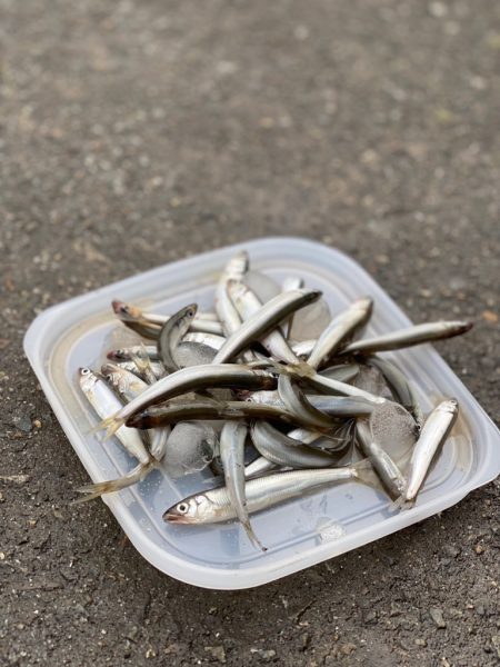 カンパリユーザーさんとご一緒に、稚鮎サビキ…