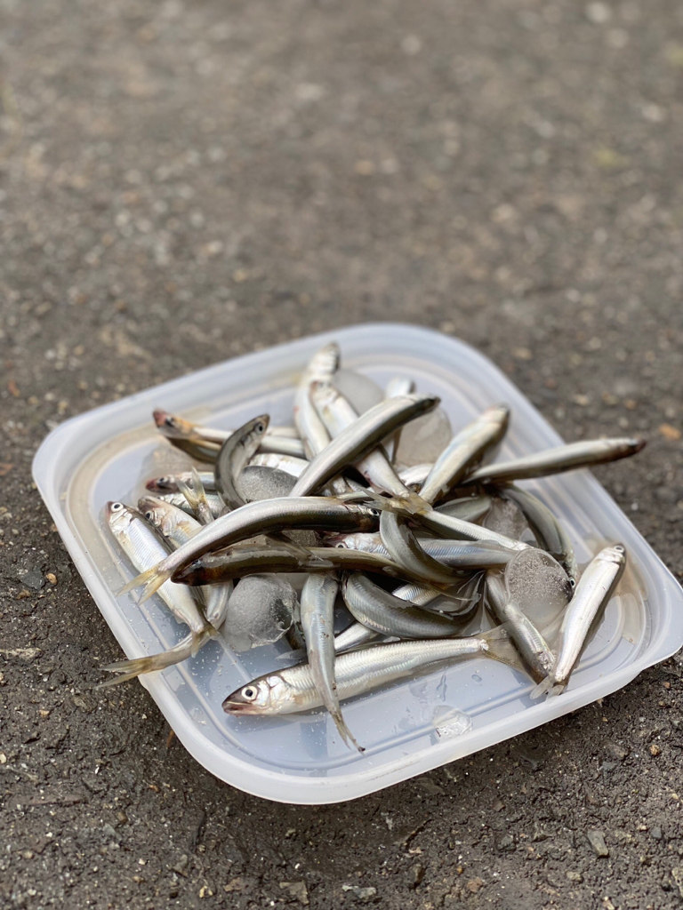 カンパリユーザーさんとご一緒に、稚鮎サビキ