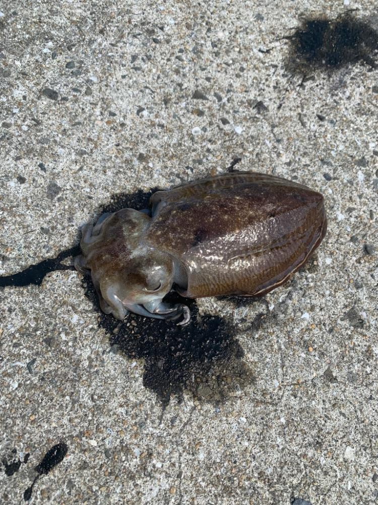 やっとコウイカ