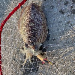 コウイカサイトフィッシング